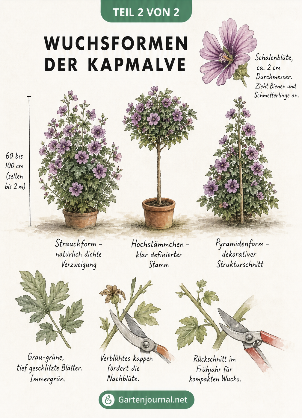 Zeichnung der Wuchsformen der Kapmalve als Strauch, Hochstämmchen und Pyramide mit Details zu Blüten und Blättern