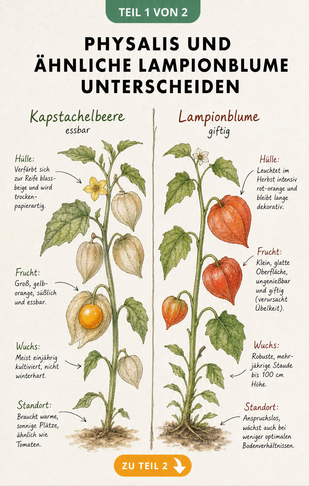 Aquarell-Zeichnung, die die essbare Kapstachelbeere und die giftige Lampionblume mit ihren Merkmalen vergleicht