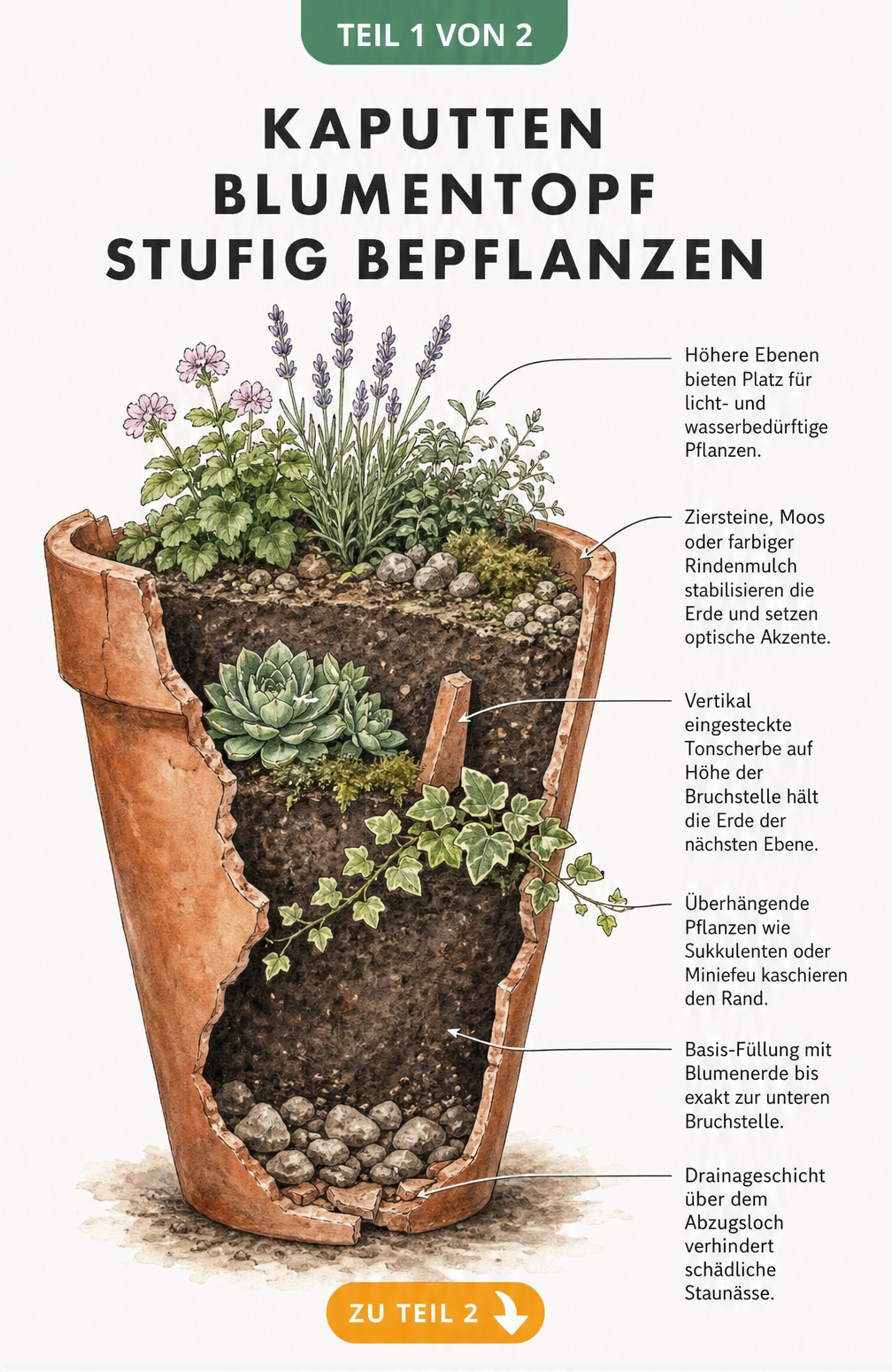Illustration eines kaputten Terrakotta-Blumentopfs mit stufiger Bepflanzung und Drainageschicht