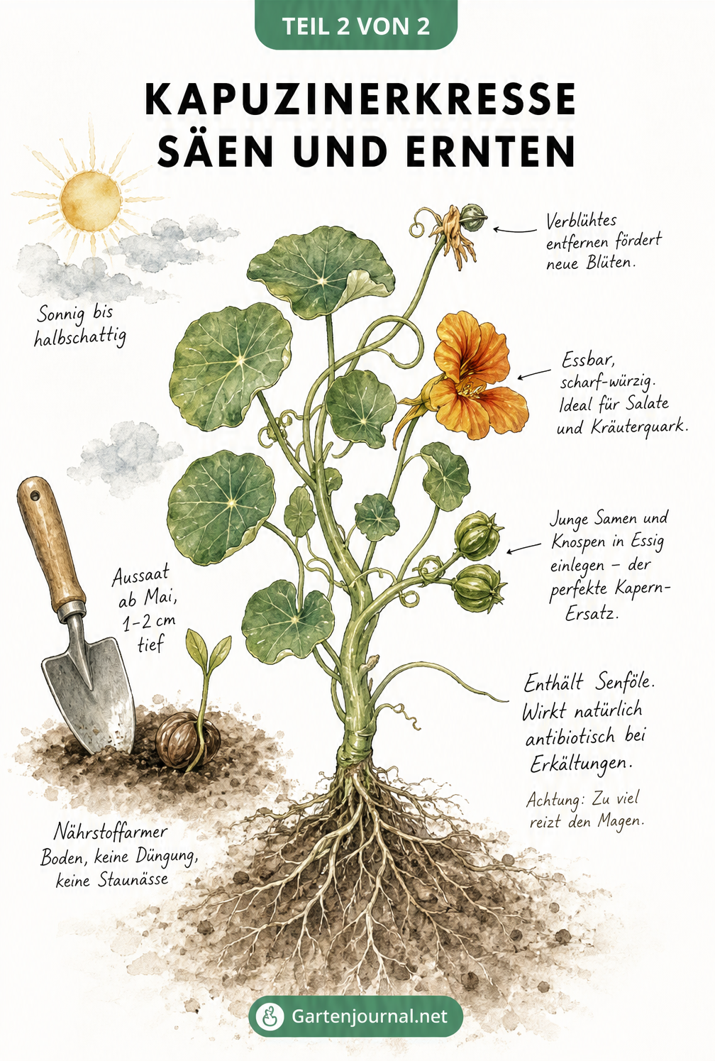 Botanische Zeichnung einer Kapuzinerkresse mit Wurzeln, Blättern, Blüten und Samen, inklusive Tipps zu Aussaat, Standort und Verwendung.