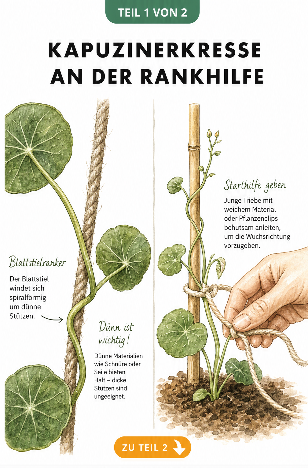 Illustration einer Kapuzinerkresse als Blattstielranker, die sich um ein Juteseil wickelt, und eine Hand, die einen Trieb an einen Bambusstab bindet