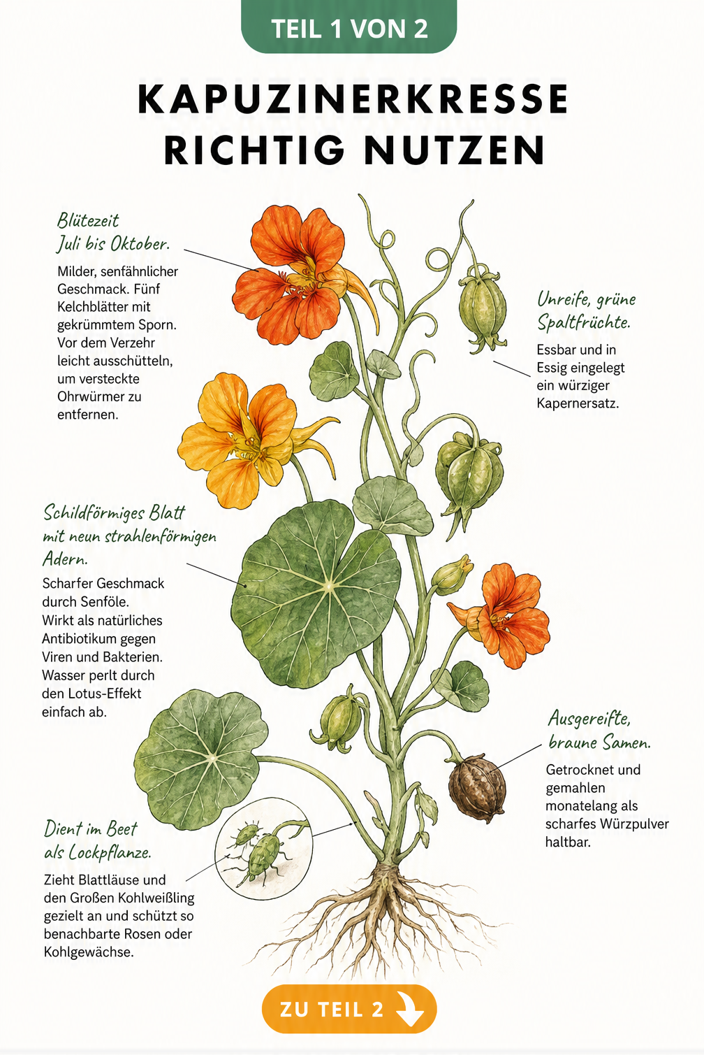 Botanische Illustration der Kapuzinerkresse mit Details zu Blüte, Blättern, Samen und Nutzung als Lockpflanze