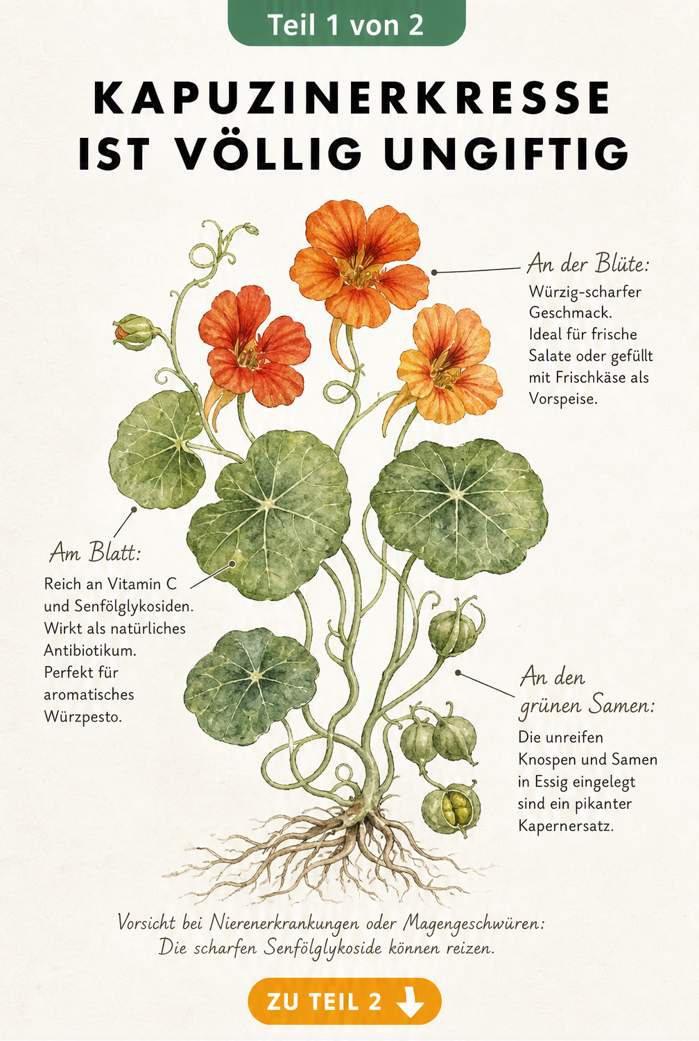 Botanische Illustration der Kapuzinerkresse mit Hinweisen zur Essbarkeit von Blüten, Blättern und Samen