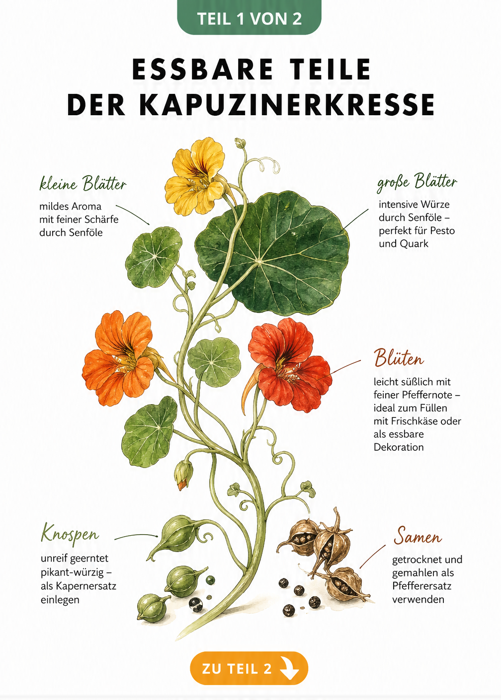 Botanische Illustration der Kapuzinerkresse mit Blättern, Blüten, Knospen und Samen sowie Erklärungen zu Geschmack und Verwendung.
