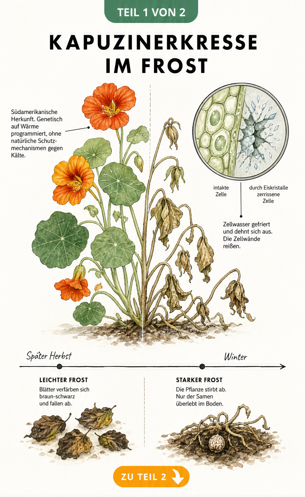 Botanische Illustration einer Kapuzinerkresse, die links gesund und rechts durch Frost geschädigt ist, mit Lupenansicht geplatzter Pflanzenzellen.