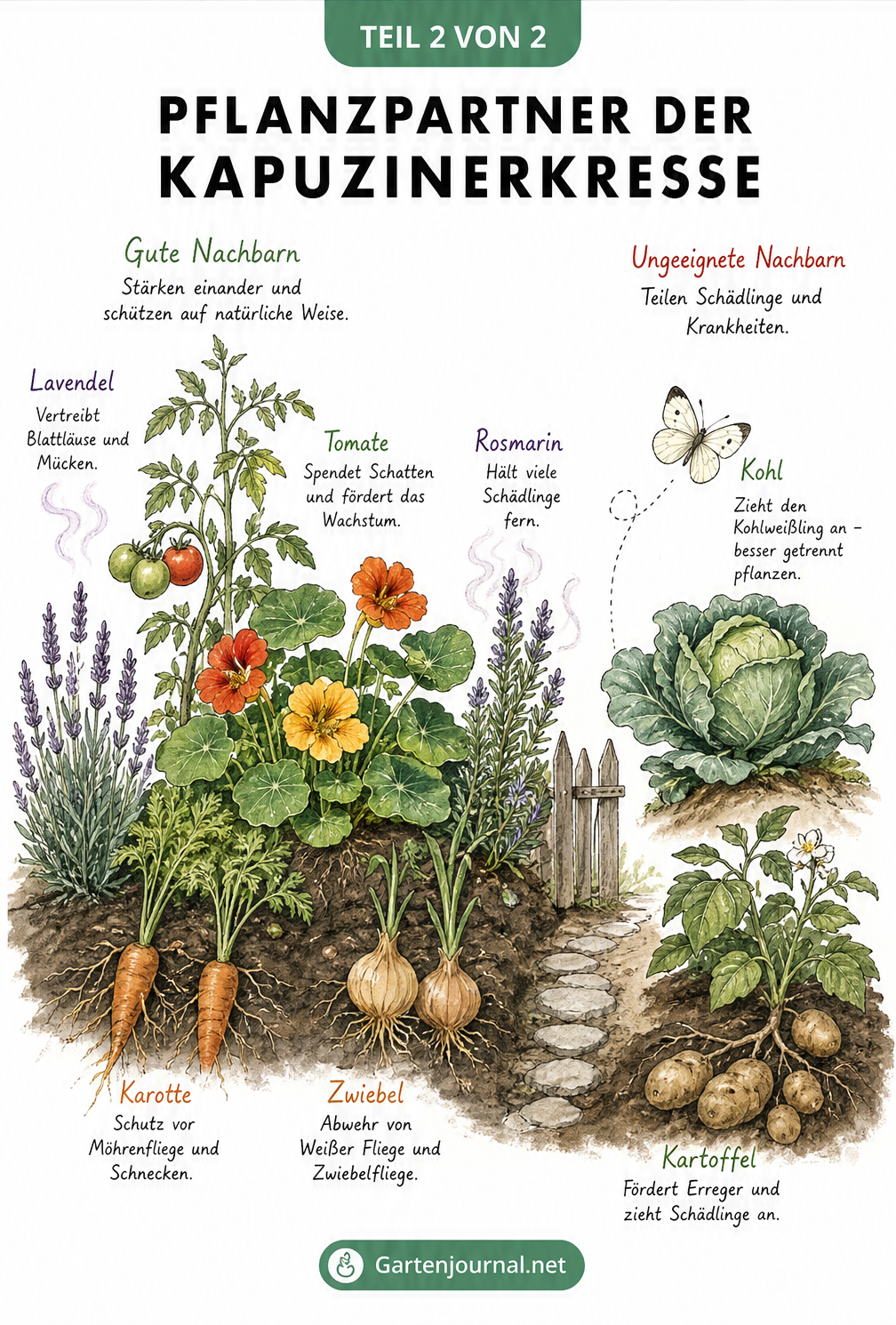 Illustration eines Gartenbeets mit Kapuzinerkresse, Tomaten, Karotten und Zwiebeln als gute Nachbarn sowie Kohl und Kartoffeln als schlechte Nachbarn.