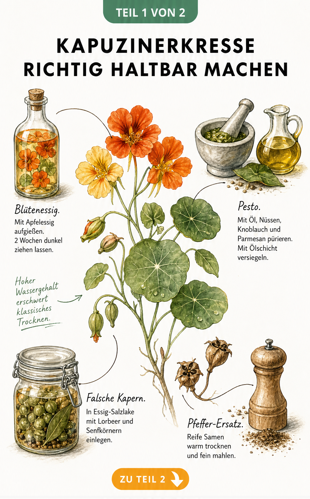 Botanische Illustration einer Kapuzinerkresse mit verschiedenen Methoden zum Haltbarmachen wie Blütenessig, Pesto, falsche Kapern und Pfeffer-Ersatz.