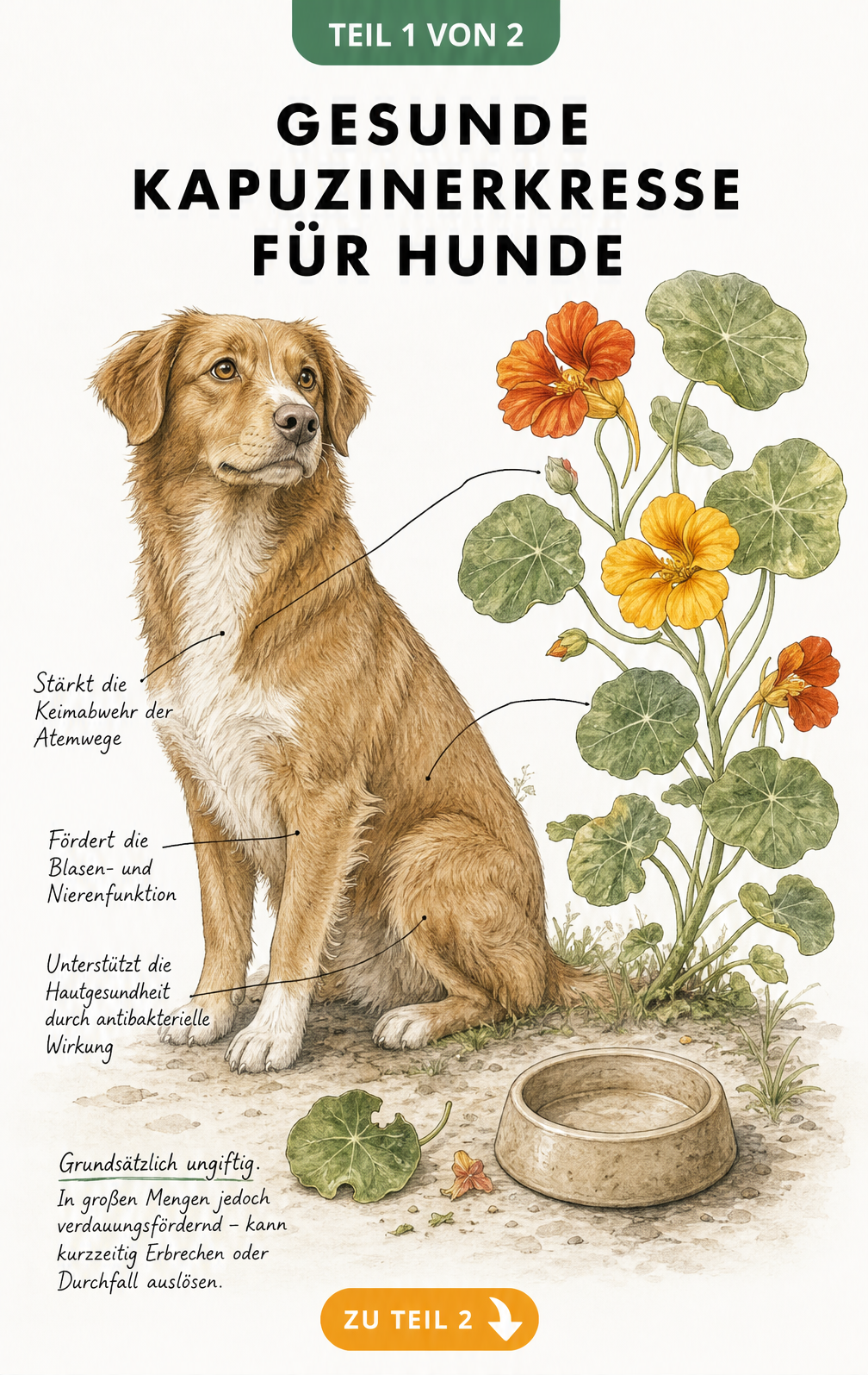 Illustration eines Hundes neben einer blühenden Kapuzinerkresse mit Hinweisen zur gesundheitlichen Wirkung auf Atemwege, Blase und Haut