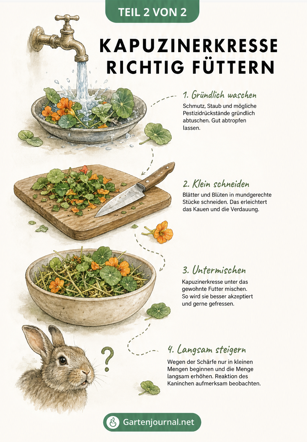 Illustration der Zubereitung von Kapuzinerkresse für Kaninchen: Waschen, Zerkleinern und Mischen mit dem normalen Futter.