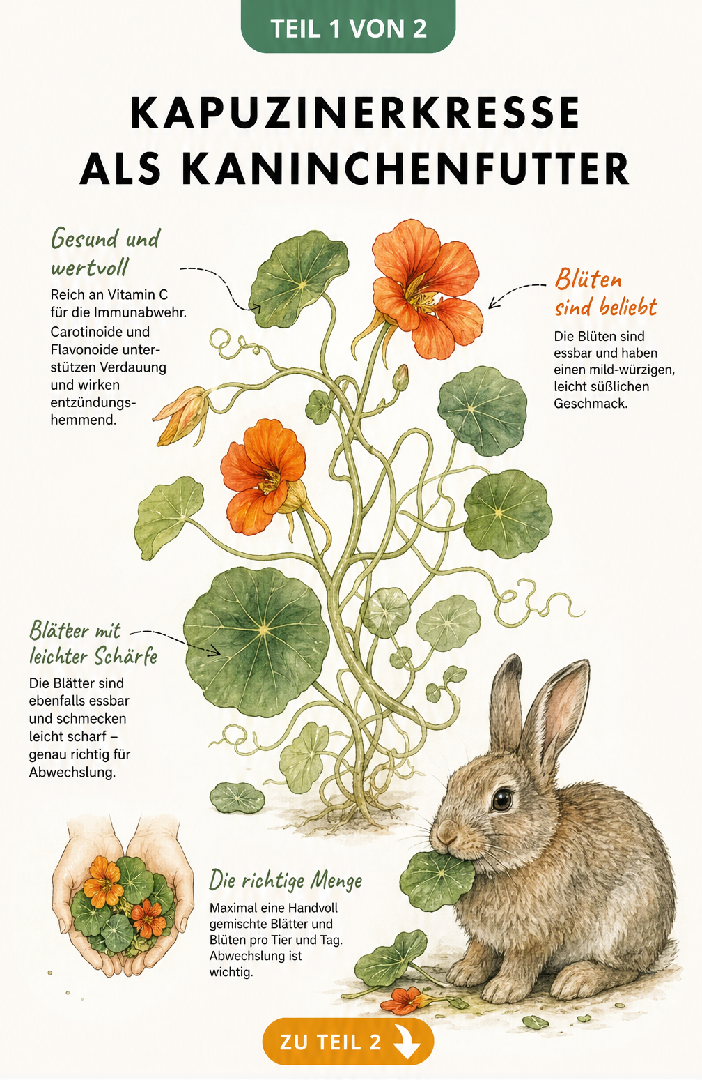 Botanische Illustration einer Kapuzinerkresse mit Kaninchen, das an einem Blatt knabbert, und Hinweisen zur Essbarkeit und Inhaltsstoffen.