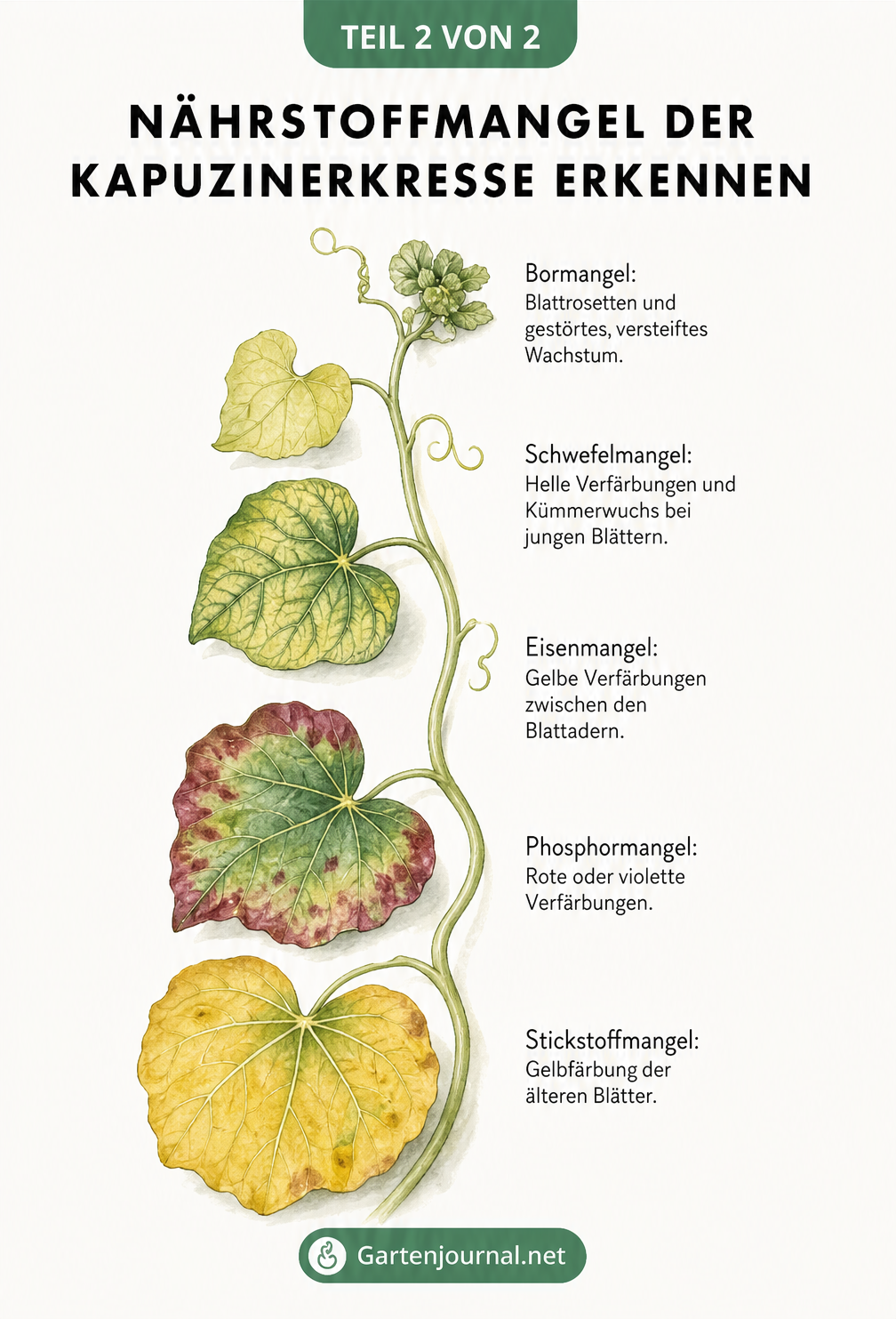 Aquarell-Studie eines Kapuzinerkresse-Triebs, die verschiedene Nährstoffmängel wie Stickstoff-, Phosphor-, Eisen-, Schwefel- und Bormangel an den Blättern...