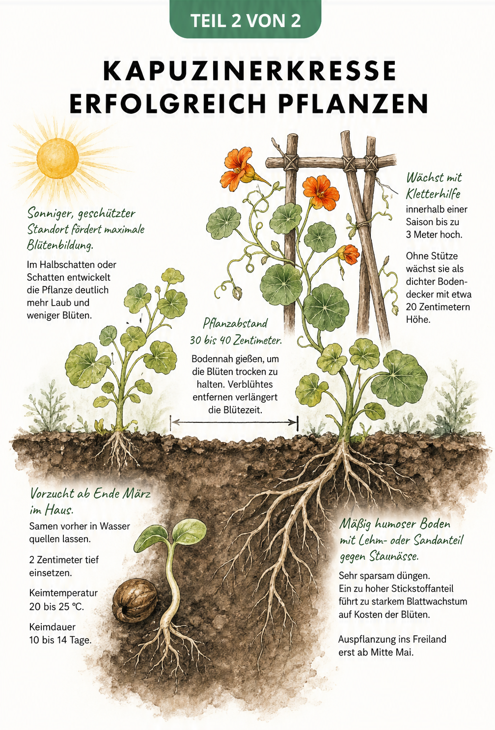 Gartenquerschnitt mit Tipps zum Pflanzen der Kapuzinerkresse, inklusive Standort, Rankhilfe und Aussaat