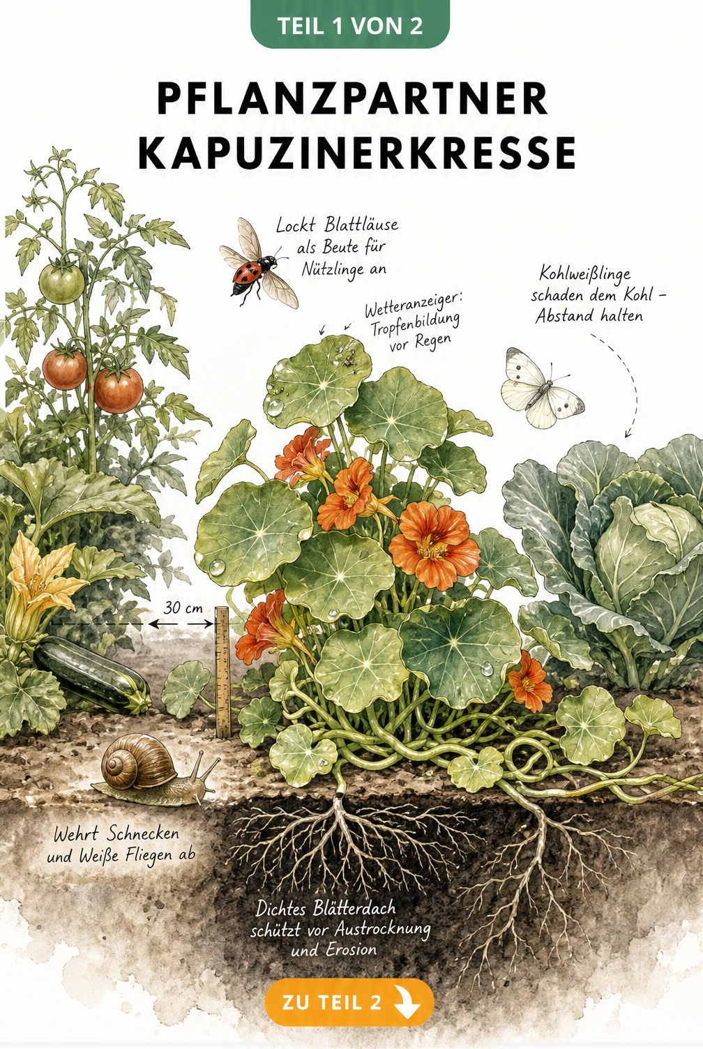 Illustration einer Kapuzinerkresse im Gemüsebeet mit Tomate, Zucchini und Kohl, die ihre Funktion als Schädlingsabwehr und Bodendecker zeigt.