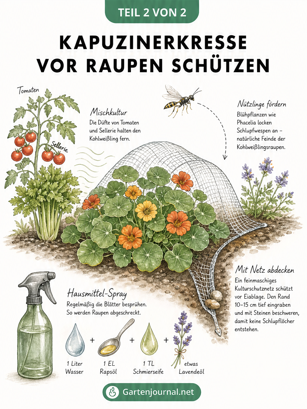 Zeichnung einer Kapuzinerkresse mit Schutzmaßnahmen wie Mischkultur, Kulturschutznetz, Schlupfwespen und einem biologischen Hausmittel-Spray