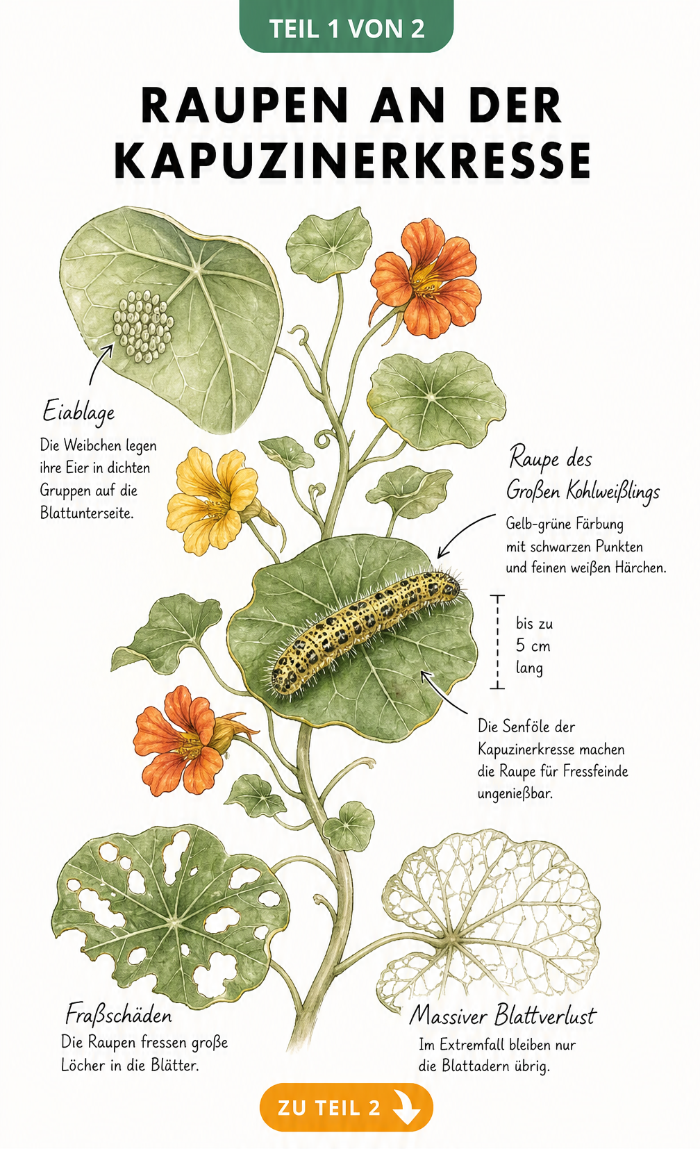 Botanische Illustration einer Kapuzinerkresse mit Eiern, Raupe des Großen Kohlweißlings und typischen Fraßschäden an den Blättern
