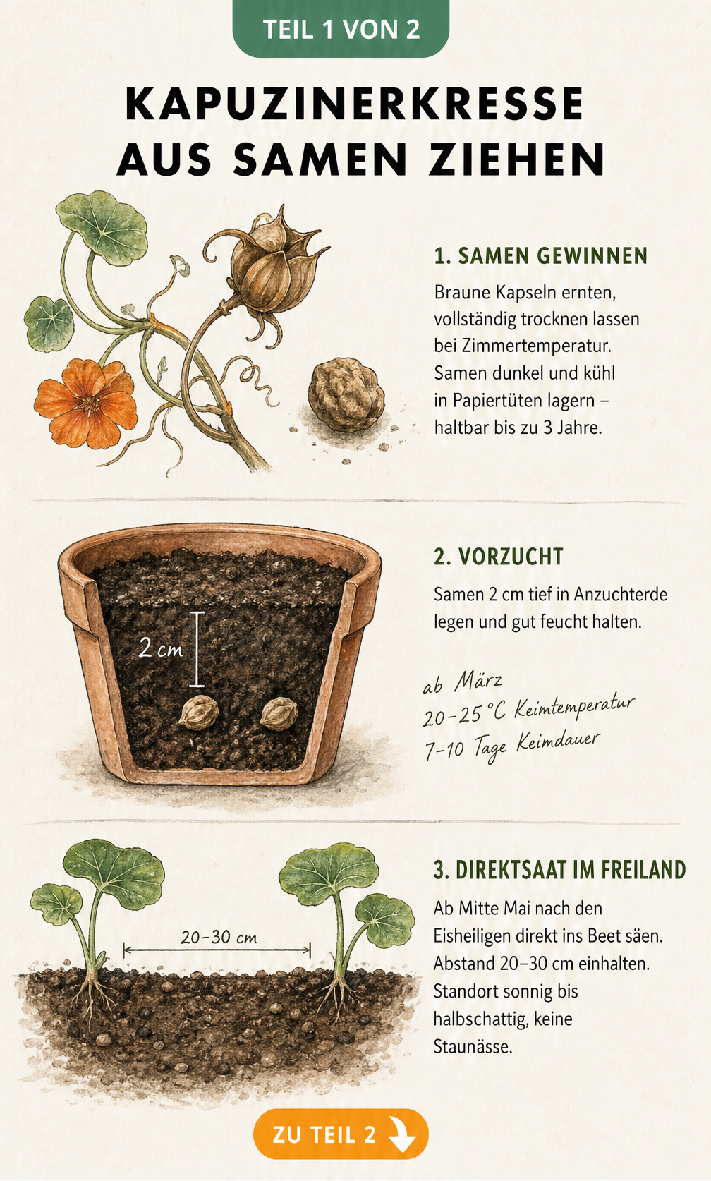 Botanische Illustration zur Vermehrung von Kapuzinerkresse durch Samen, von der Samenernte über die Vorzucht im Topf bis zur Direktsaat im Freiland.