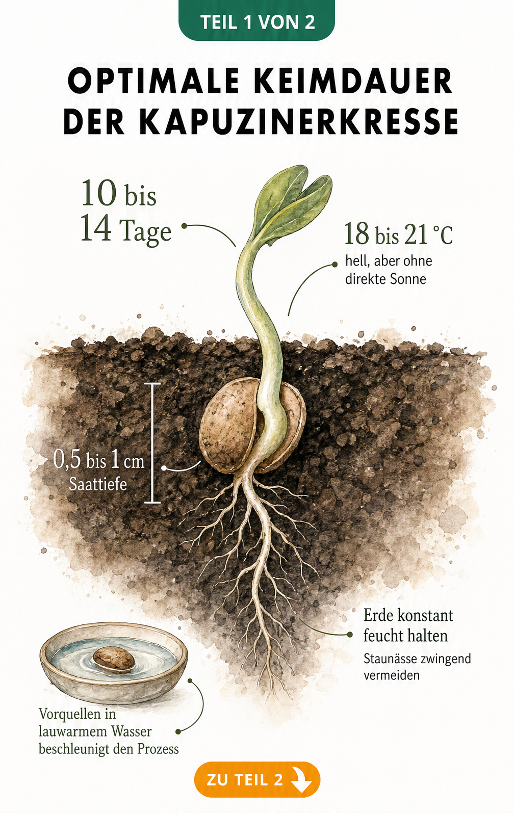 Illustration eines keimenden Kapuzinerkresse-Samens in der Erde mit Angaben zu Keimdauer, Temperatur und Saattiefe