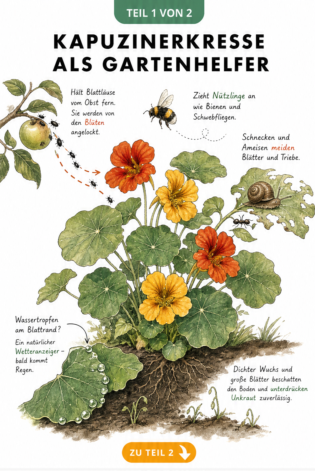 Botanische Illustration einer Kapuzinerkresse, die Blattläuse anzieht und Schnecken abwehrt, während sie den Boden beschattet.