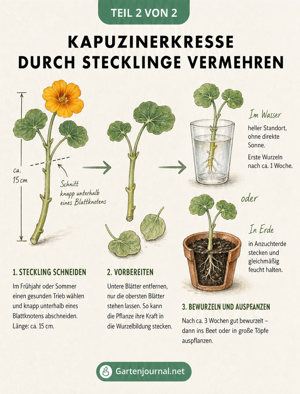 Illustration zur Vermehrung von Kapuzinerkresse durch Stecklinge, zeigt den Schnitt unterhalb des Blattknotens und die Bewurzelung in Wasser oder Erde.