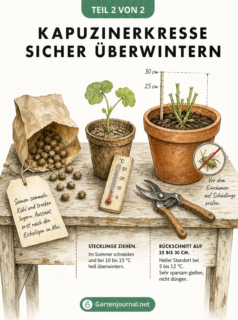 Illustration eines Pflanztisches mit drei Überwinterungsmethoden für Kapuzinerkresse: Samen sammeln, Stecklinge ziehen und Rückschnitt im Kübel.