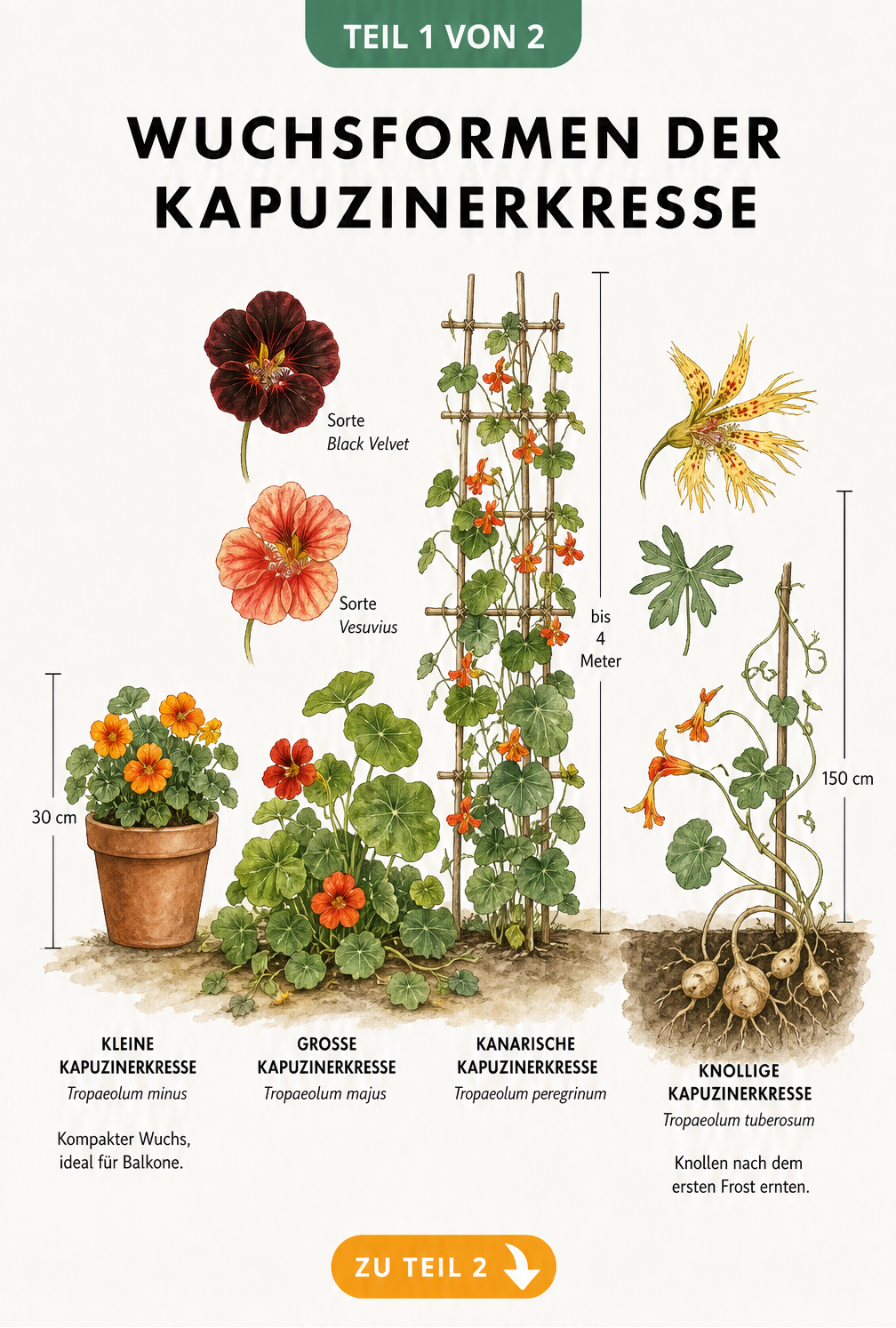 Illustration der vier Hauptarten der Kapuzinerkresse mit ihren unterschiedlichen Wuchsformen und Höhen