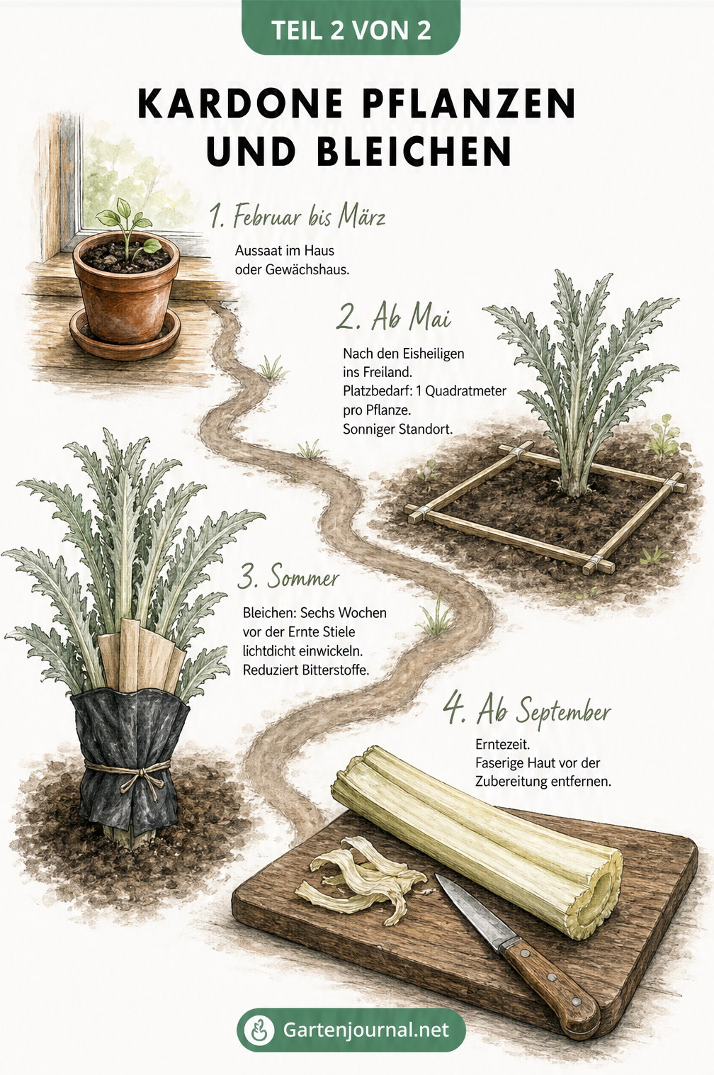 Illustration der vier Schritte zum Anbau und Bleichen der Kardone im Garten