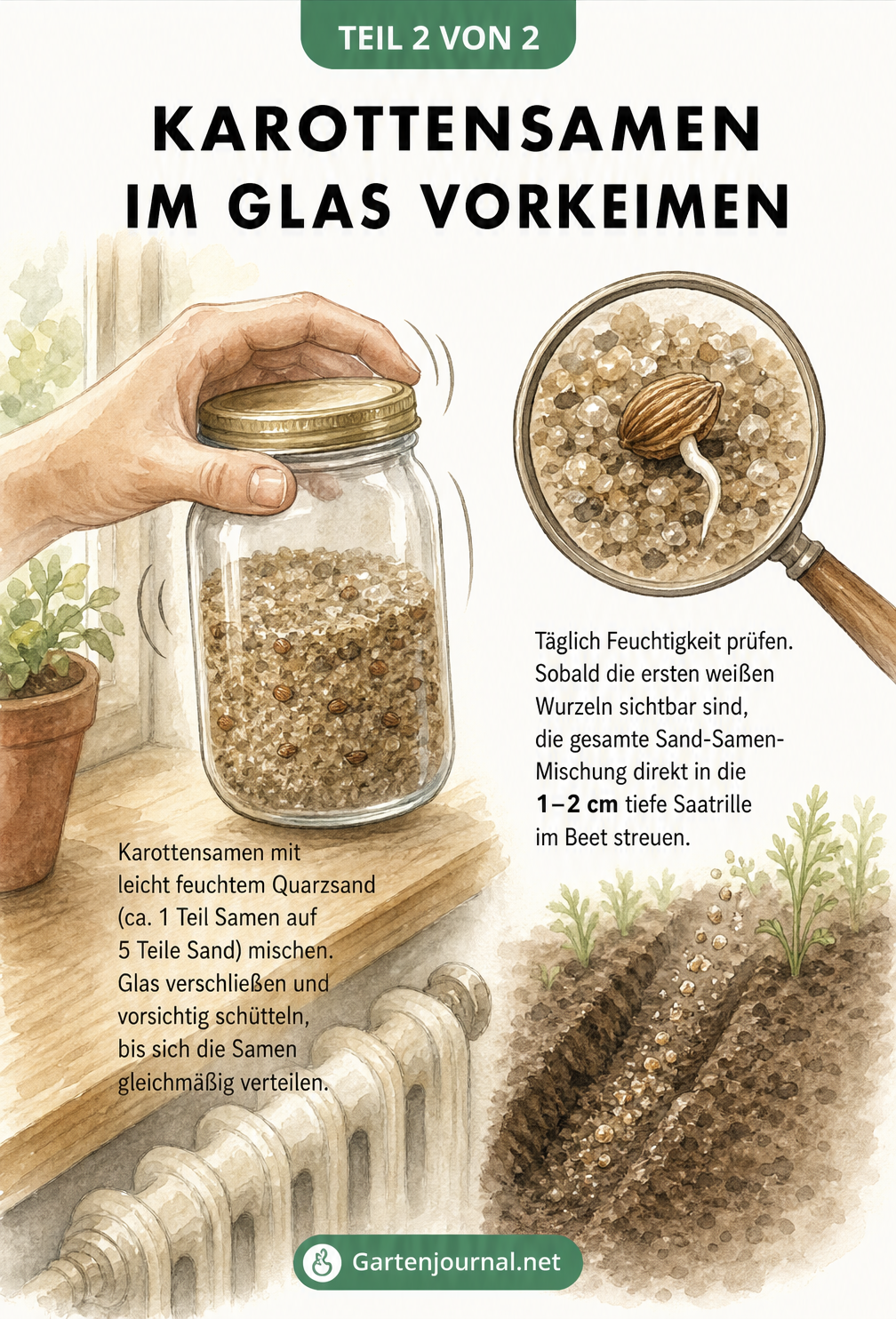 Einmachglas mit einer Mischung aus Sand und Karottensamen auf einer Fensterbank zum Vorkeimen