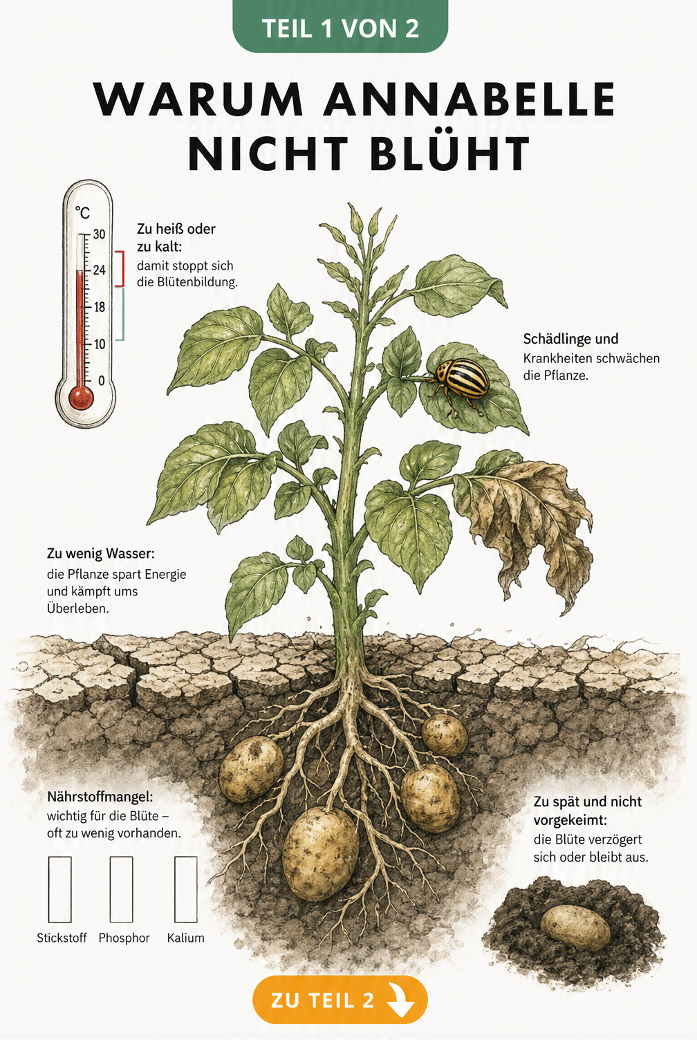 Botanische Querschnitt-Illustration einer Kartoffelpflanze der Sorte Annabelle, die Ursachen für fehlende Blüten wie Hitze, Trockenheit und Nährstoffmangel...