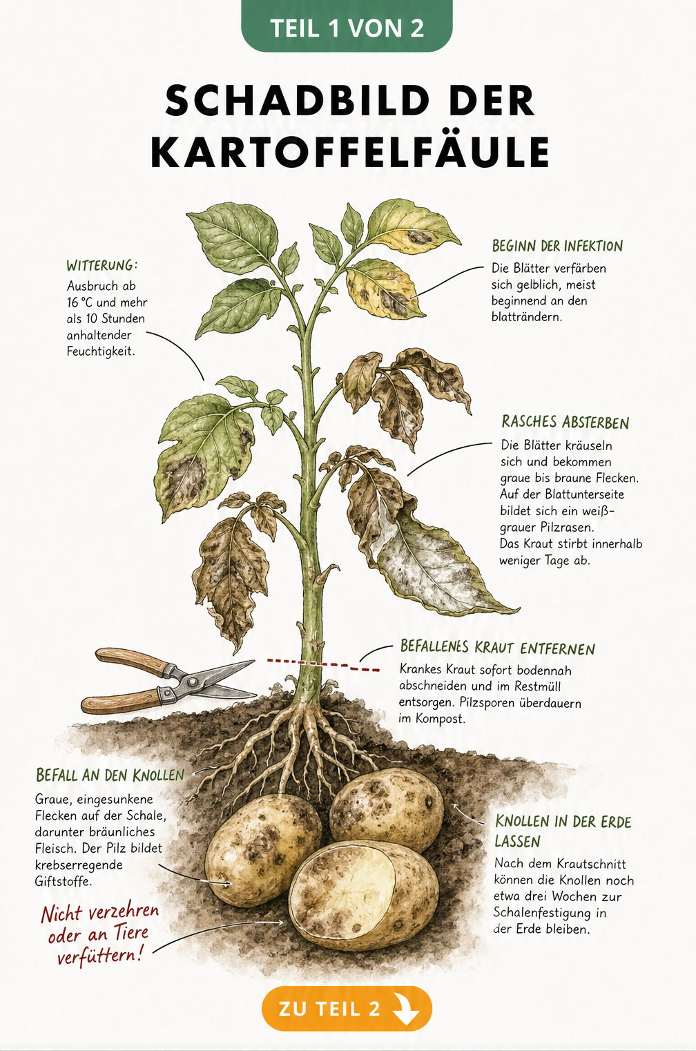 Botanische Illustration einer Kartoffelpflanze mit Symptomen der Kartoffelfäule wie gelben Blättern, braunen Flecken und befallenen Knollen.