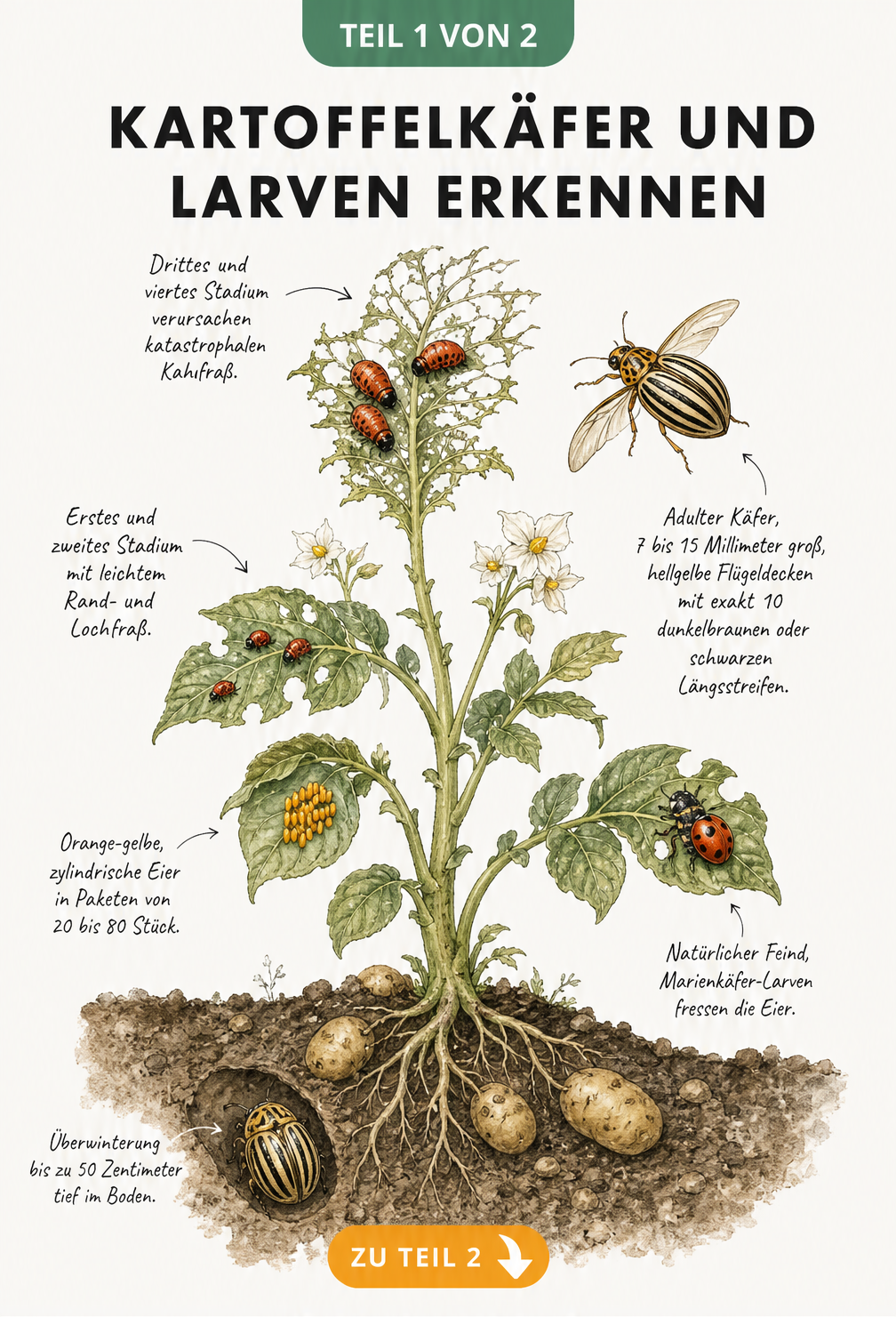 Illustration des Lebenszyklus eines Kartoffelkäfers an einer Kartoffelpflanze mit Eiern, Larven und adultem Käfer