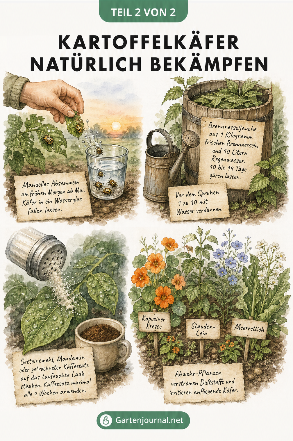 Illustration verschiedener natürlicher Methoden zur Bekämpfung von Kartoffelkäfern wie Absammeln, Brennnesseljauche und Abwehrpflanzen
