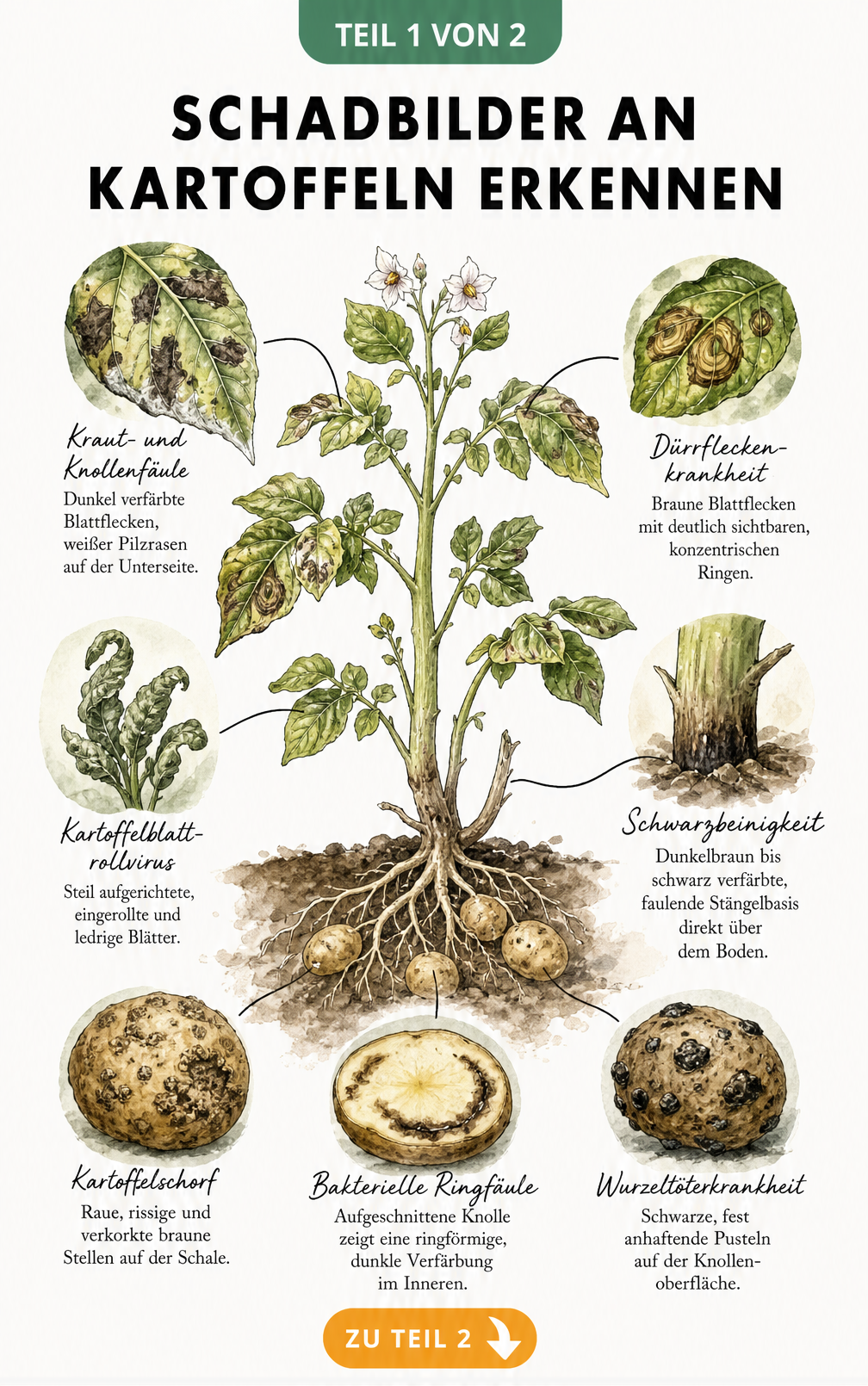 Illustration einer Kartoffelpflanze im Querschnitt mit Schadbildern von Kraut- und Knollenfäule, Dürrfleckenkrankheit, Kartoffelblattrollvirus,...