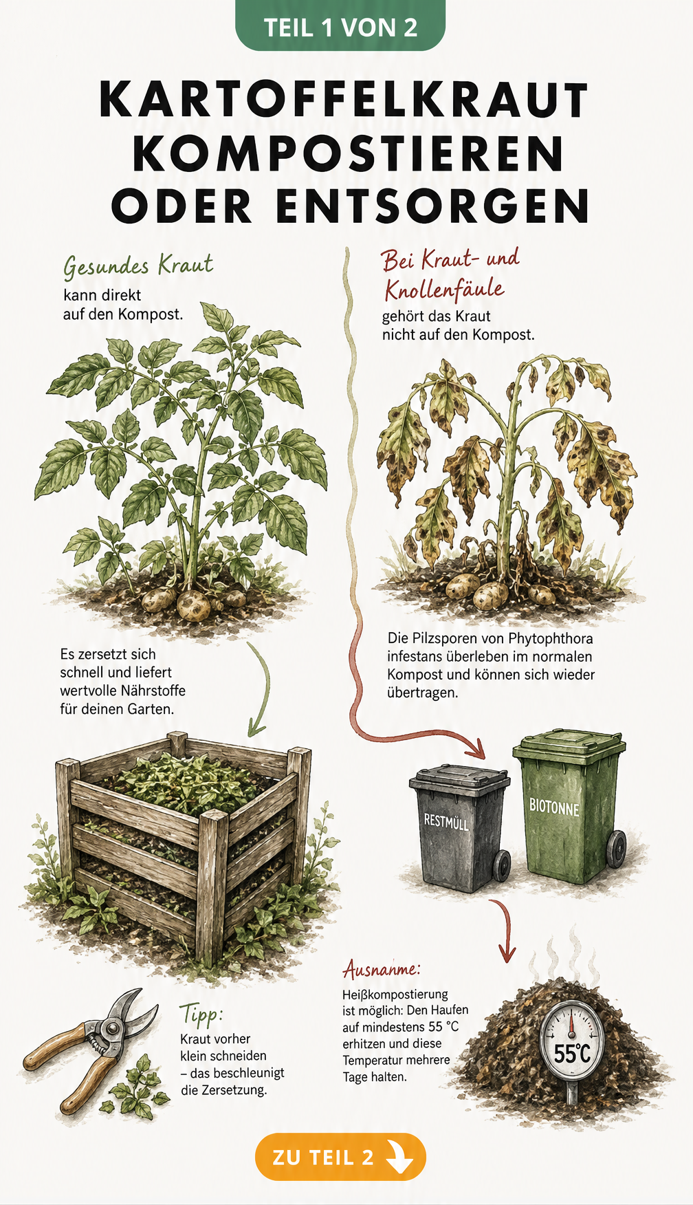Illustration einer gesunden und einer kranken Kartoffelpflanze mit Wegen zum Komposter oder zur Restmülltonne