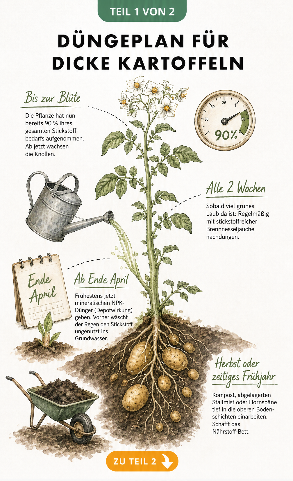 Handgezeichnete Zeitachse einer Kartoffelpflanze mit Düngeplan von der Vorbereitung bis zur Blüte