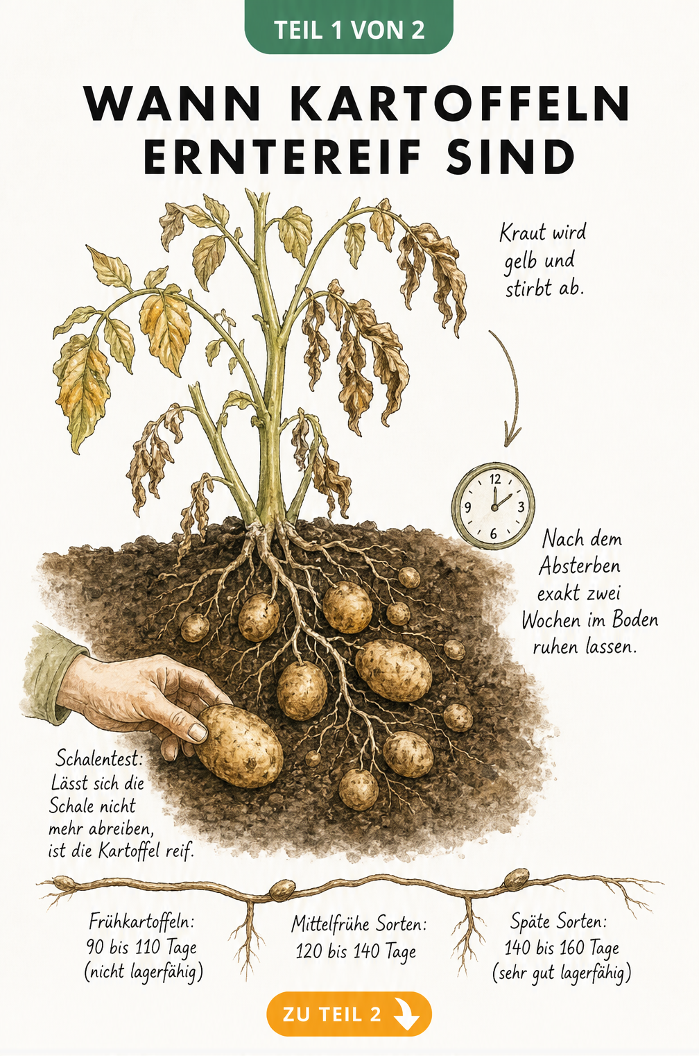 Botanische Schnittzeichnung einer Kartoffelpflanze mit gelbem Kraut, Wurzeln und Knollen sowie einem Zeitstrahl zur Reifezeit