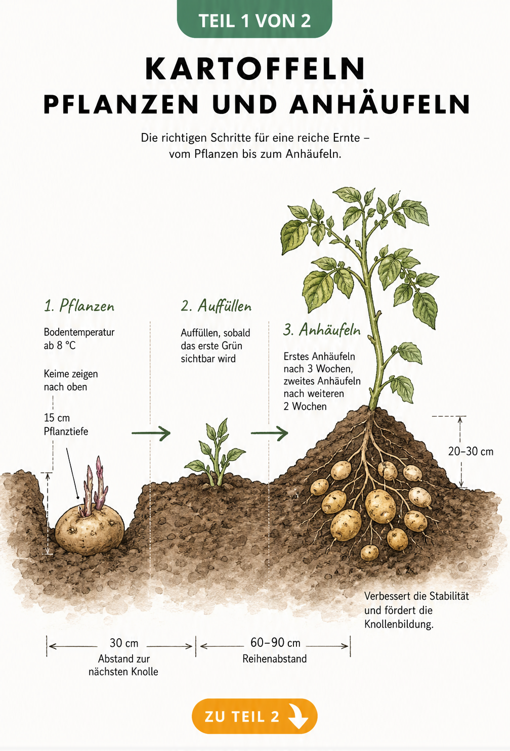 Illustration eines Erd-Querschnitts, der das Pflanzen, Wachsen und Anhäufeln einer Kartoffelpflanze zeigt.