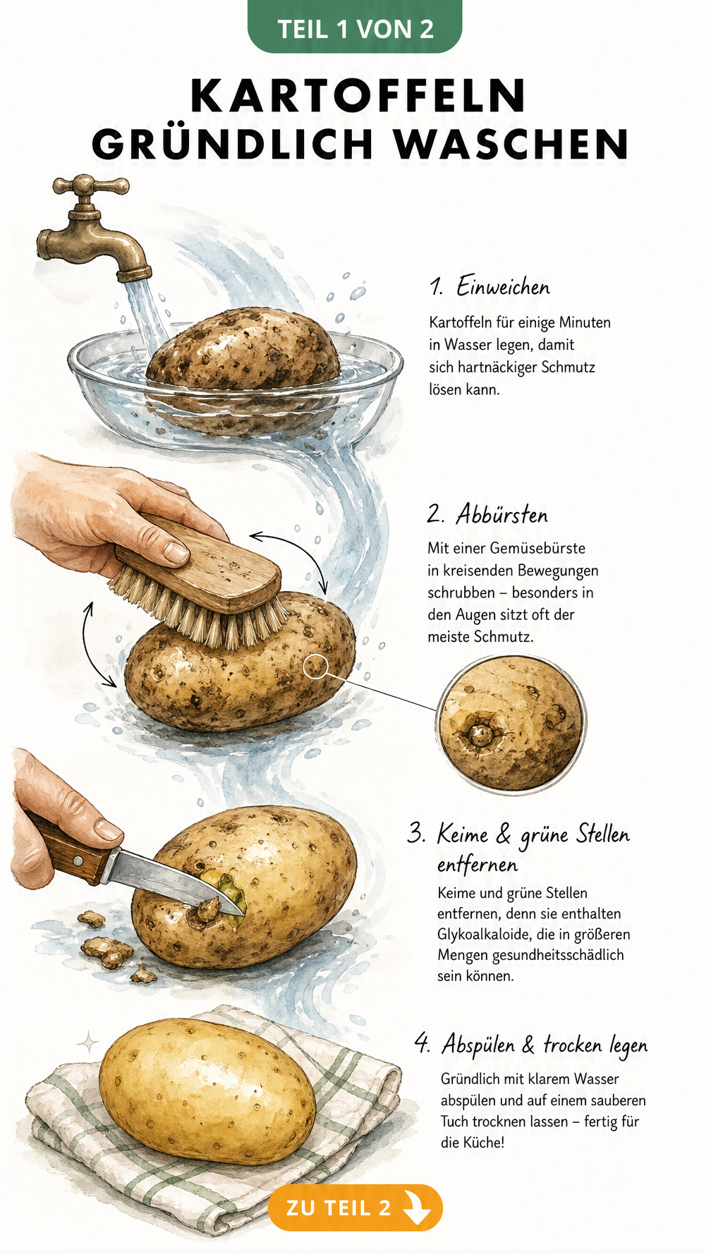 Illustration der vier Schritte zum gründlichen Waschen von Kartoffeln: Einweichen, Bürsten, Ausschneiden und Trocknen