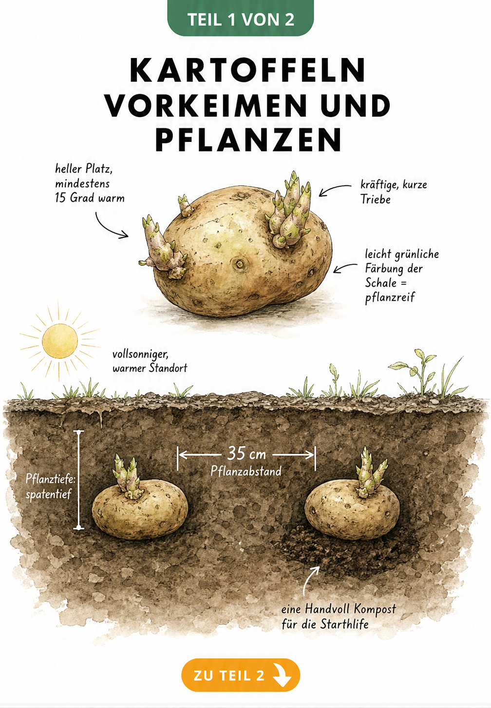 Illustration einer Saatkartoffel mit Keimen und Querschnitt von zwei gepflanzten Kartoffeln in der Erde mit Kompost