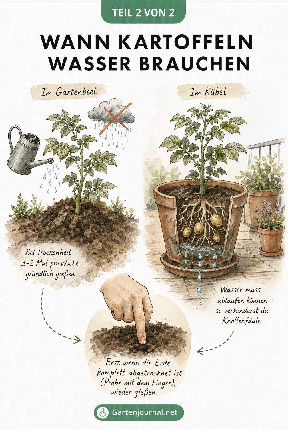 Zwei Kartoffelpflanzen im Vergleich: Eine im Gartenbeet und eine im Pflanzkübel auf dem Balkon mit Zeigefingerprobe