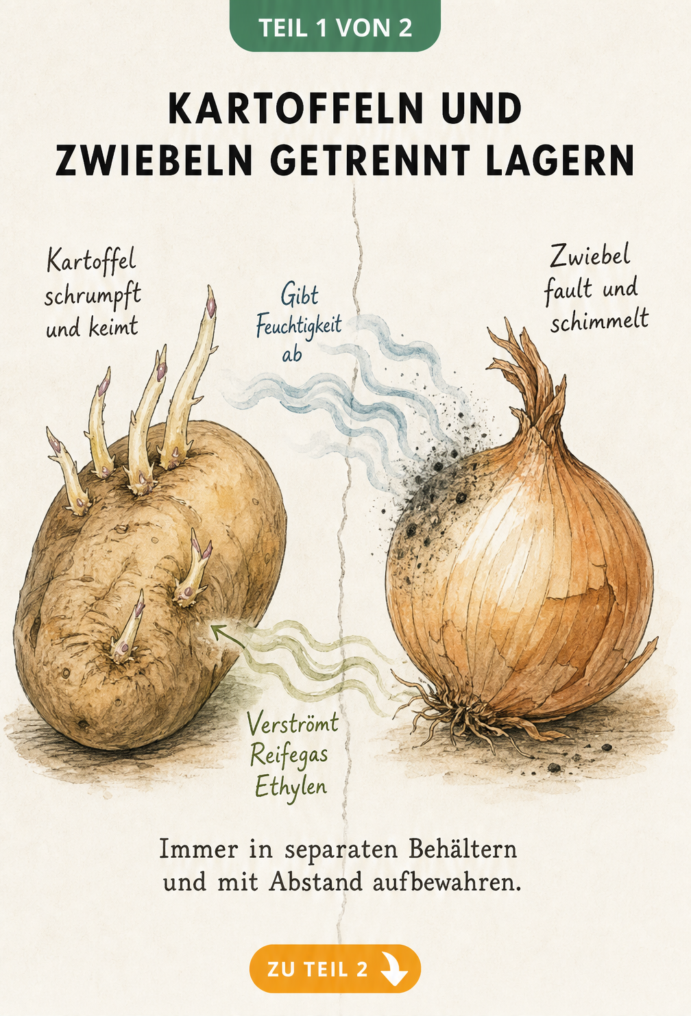 Illustration einer Kartoffel und einer Zwiebel, die sich gegenseitig durch Feuchtigkeit und Reifegas negativ beeinflussen