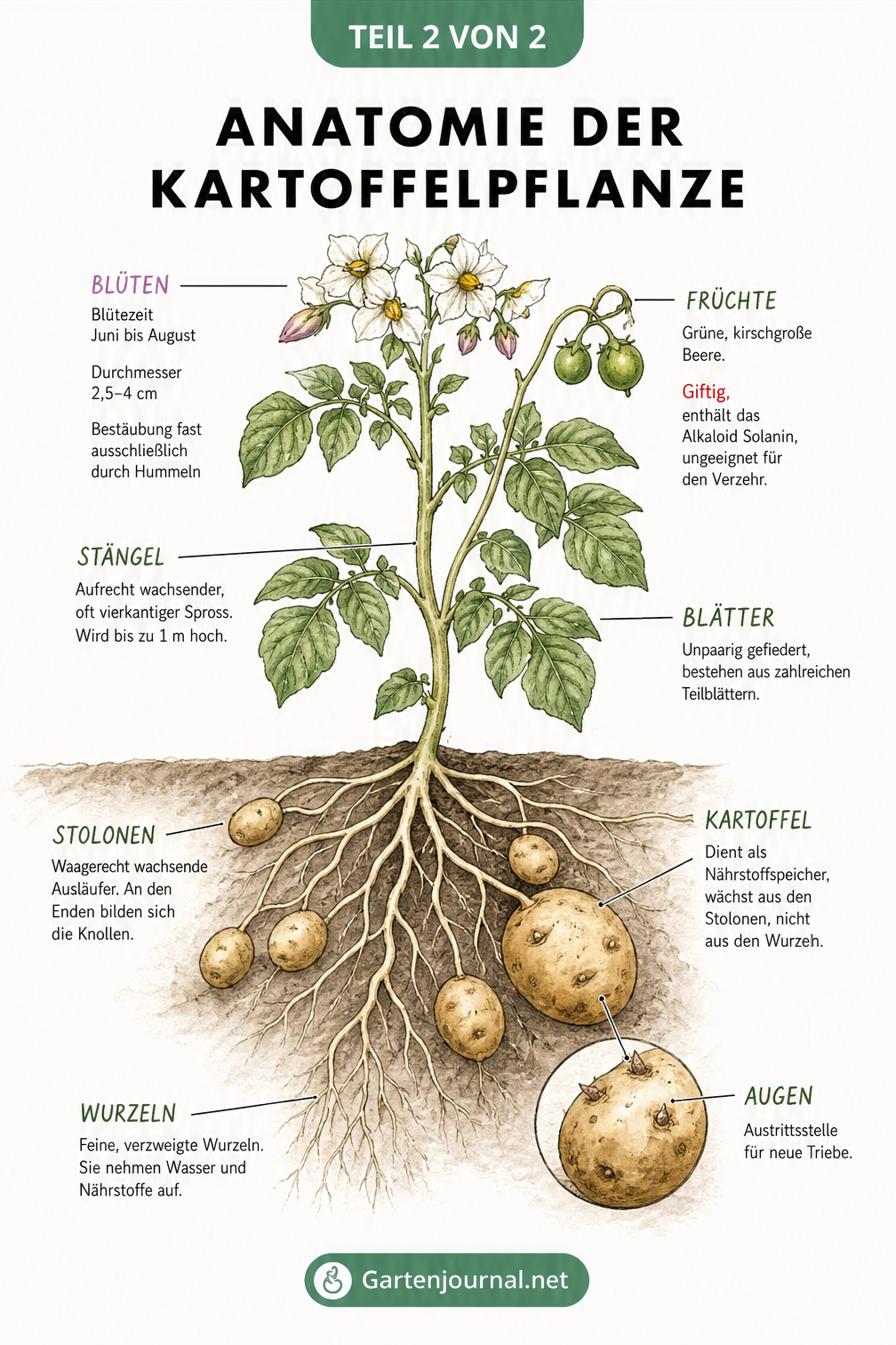 Botanische Illustration der Kartoffelpflanze mit Blüten, giftigen Beeren, Blättern, Wurzeln und unterirdischen Knollen.