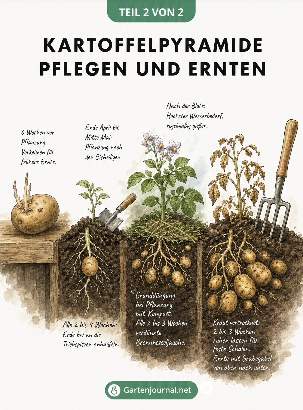 Zeichnung der Wachstumsphasen einer Kartoffelpflanze von der keimenden Saatkartoffel bis zur Ernte mit einer Grabegabel.
