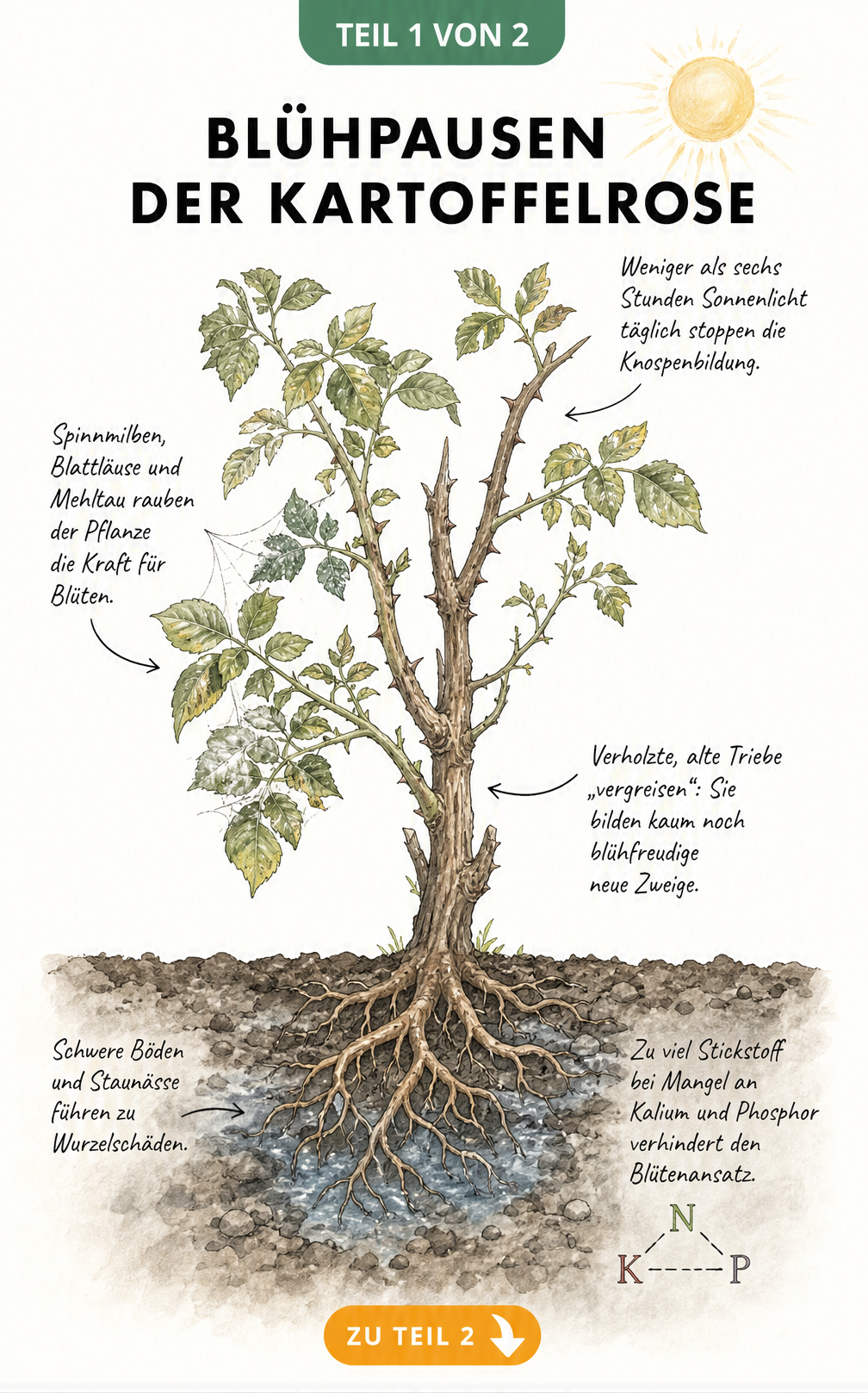 Botanische Illustration einer blütenlosen Kartoffelrose im Querschnitt mit Hinweisen zu Lichtmangel, Schädlingen, verholzten Trieben und Staunässe