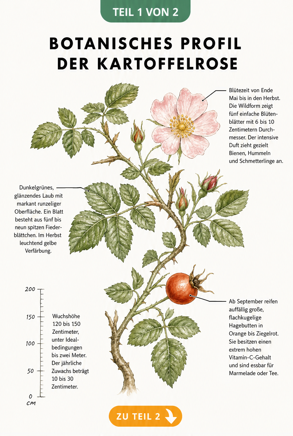 Botanische Illustration der Kartoffelrose mit Blüte, Blatt, Hagebutte und Wuchshöhe