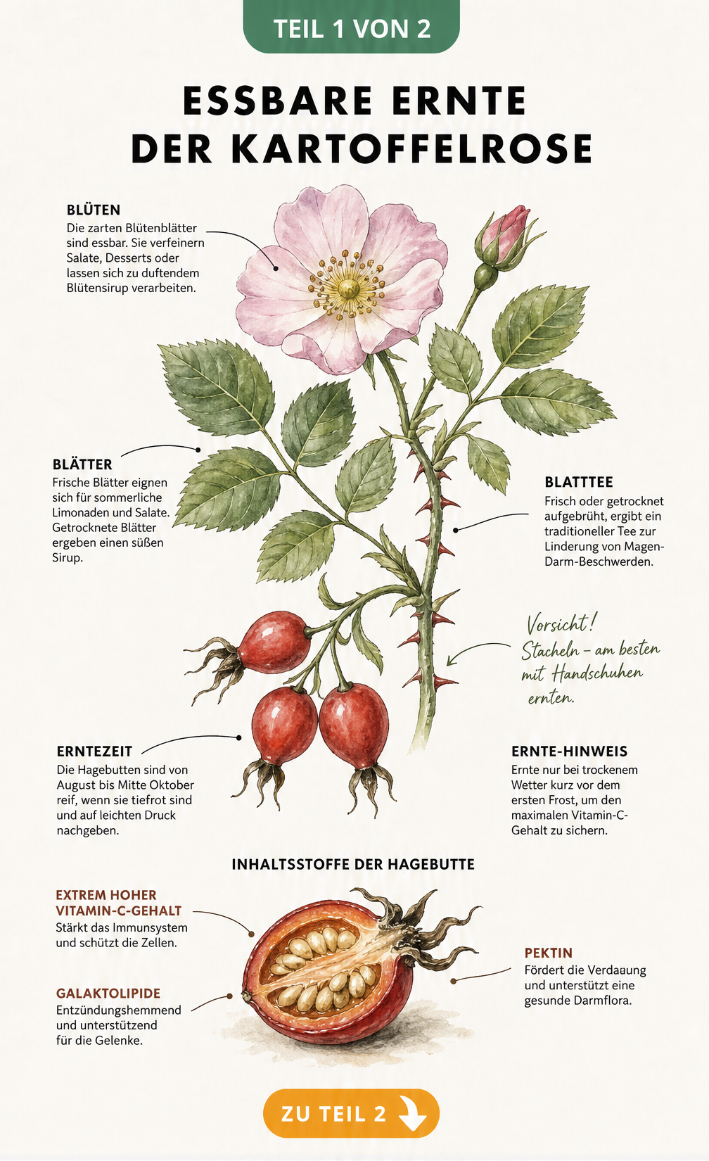 Botanische Illustration eines Kartoffelrosen-Zweigs mit Blüte, Blättern und reifen Hagebutten sowie Erntehinweisen