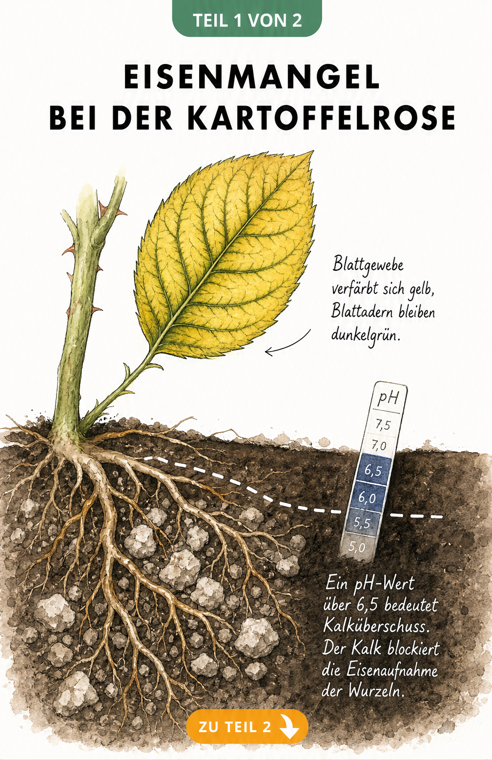 Botanische Illustration eines gelben Kartoffelrosen-Blattes mit grünen Adern und einem Erdschnitt, der Kalkblockaden an den Wurzeln zeigt.