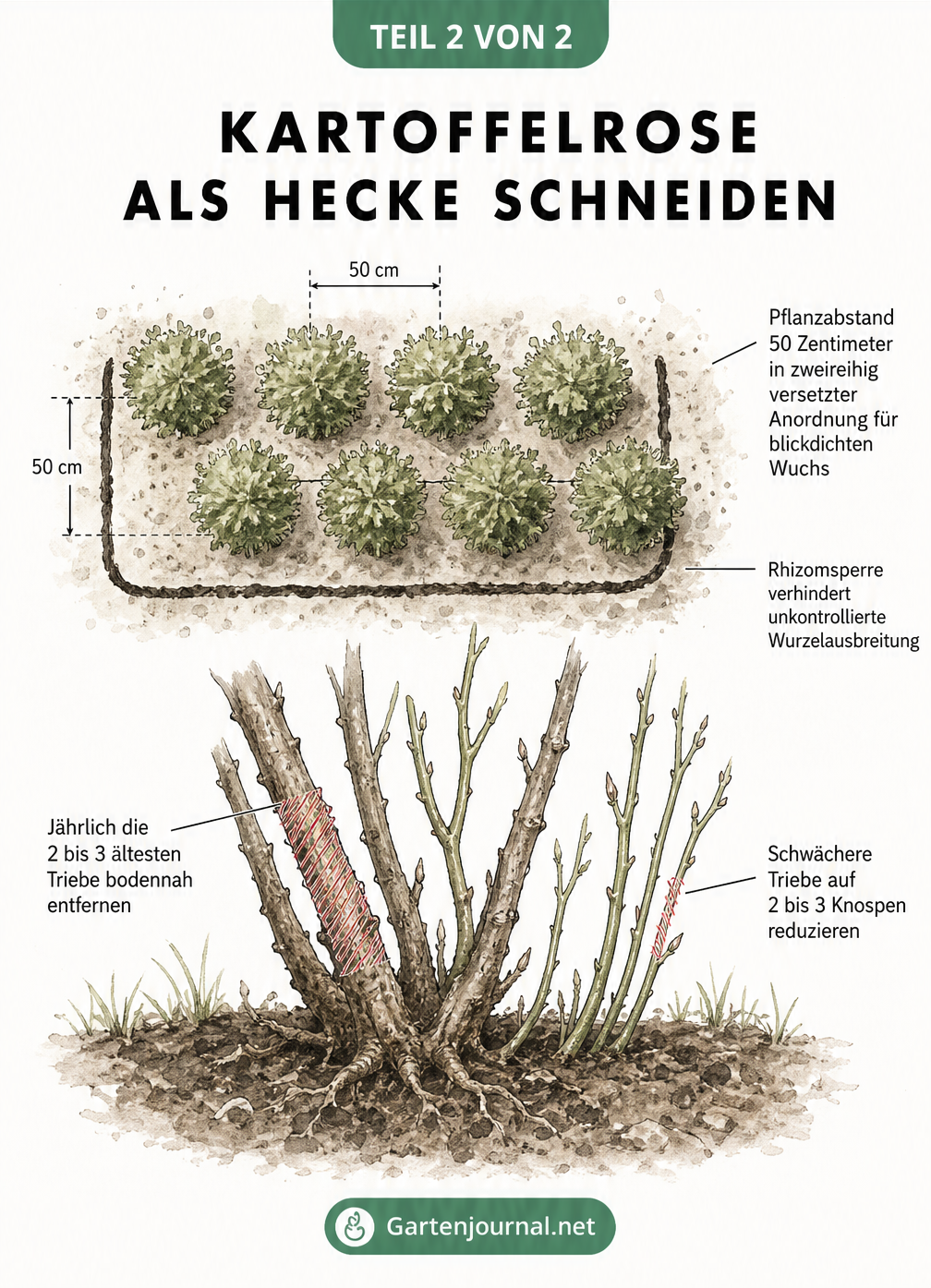 Zeichnung einer Kartoffelrosen-Hecke von oben mit Pflanzabständen und Seitenansicht der Strauchbasis mit Schnittmarkierungen