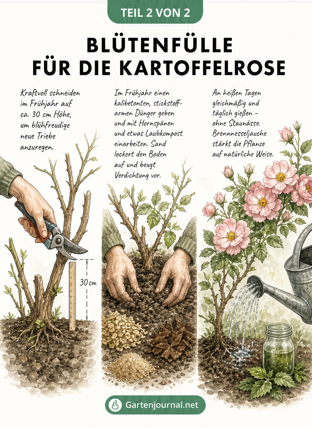 Illustration zur Pflege der Kartoffelrose: Rückschnitt, Düngung mit Hornspänen und Bewässerung für eine üppige Blüte