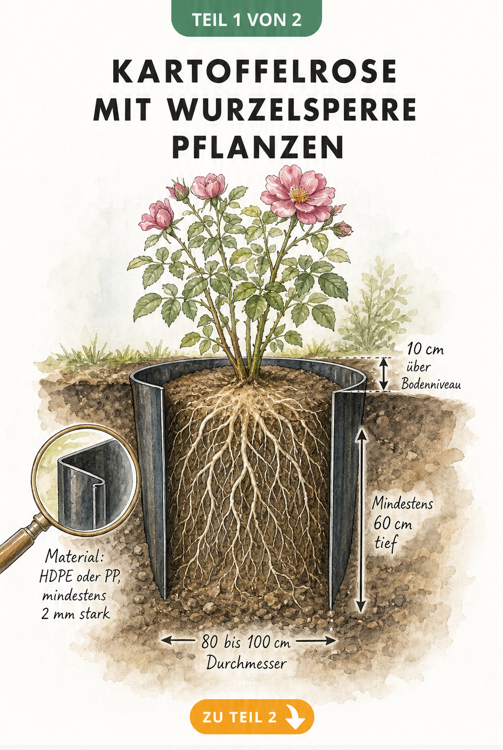 Querschnitt durch das Erdreich mit einer Kartoffelrose und einer vertikalen Wurzelsperre