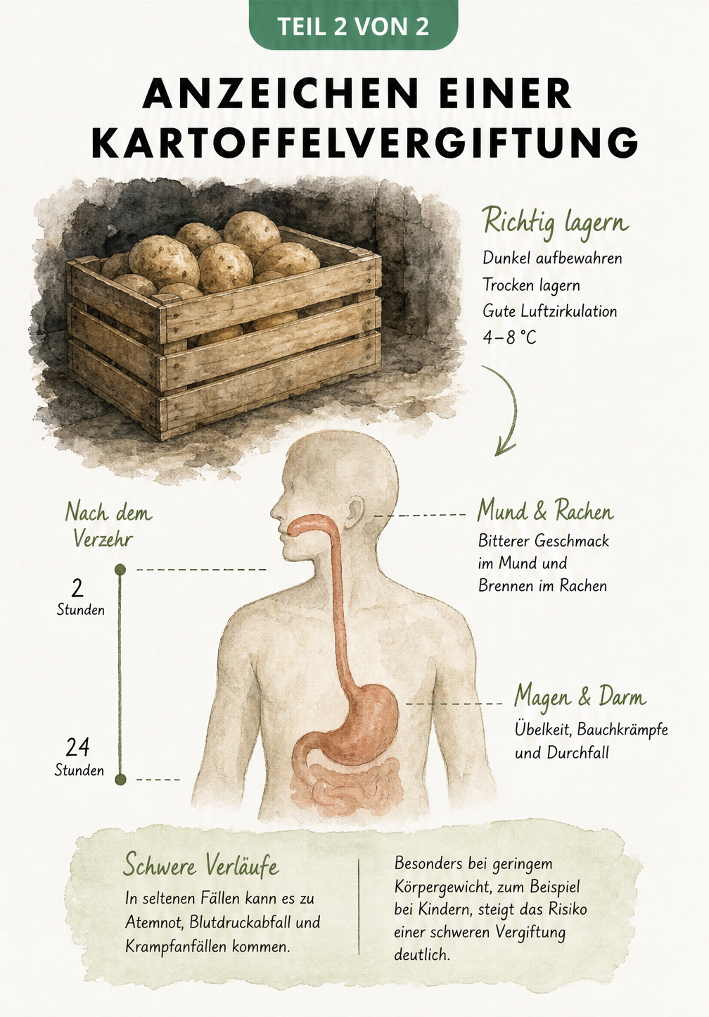 Infografik zu den Symptomen einer Solanin-Vergiftung durch Kartoffeln und der richtigen Lagerung.